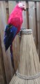 Veren vogel papegaai 50 cm groot